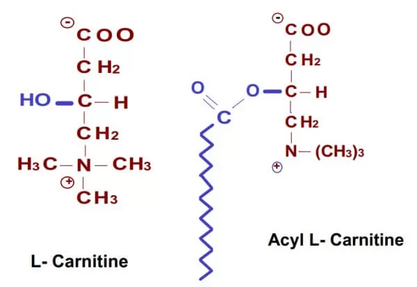 Molecular structure of L-carnitine and acylcarnitine (Virmani et al.,2015)